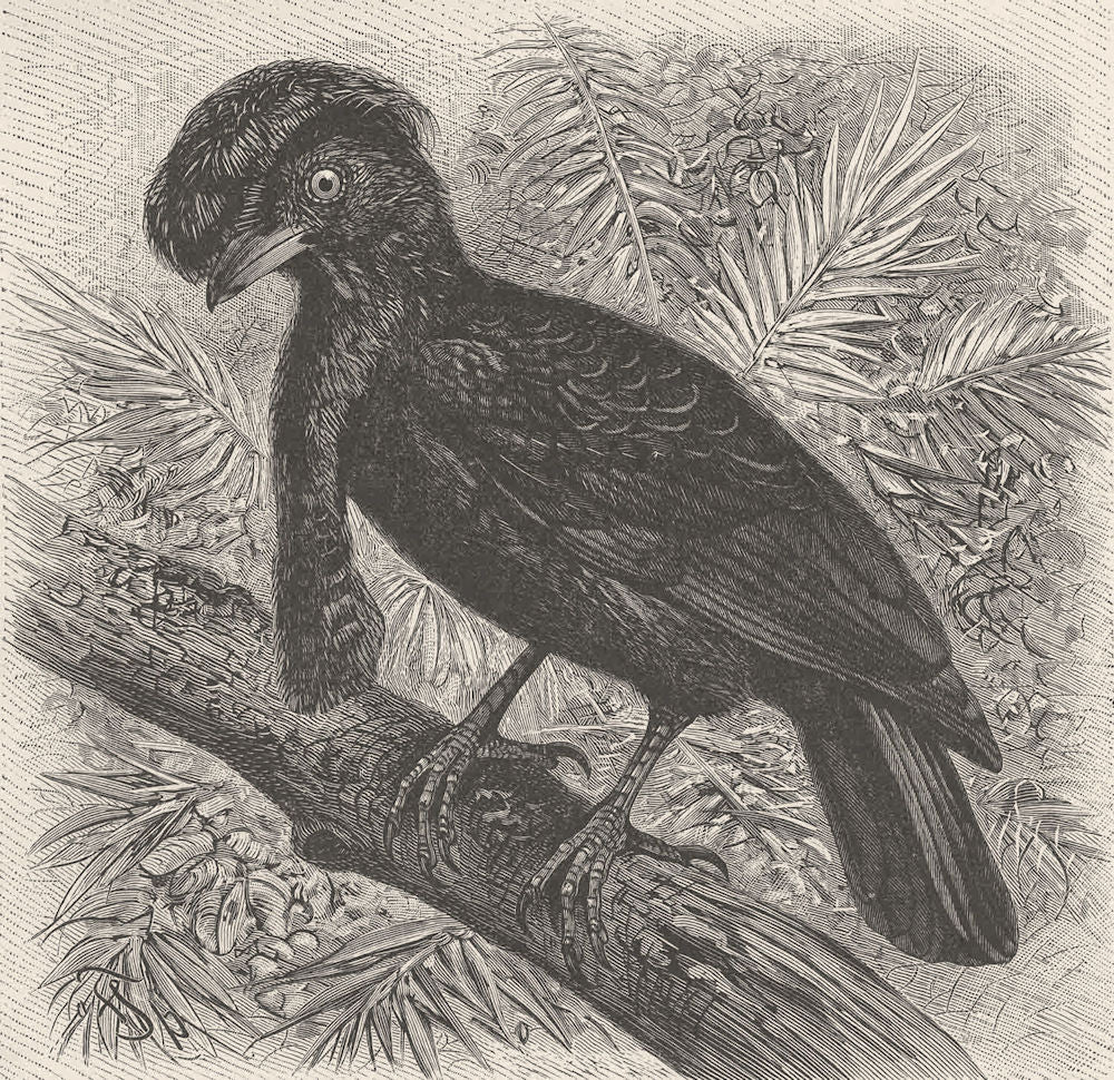 PERCHING BIRDS. Umbrella-bird 1894 old antique vintage print picture